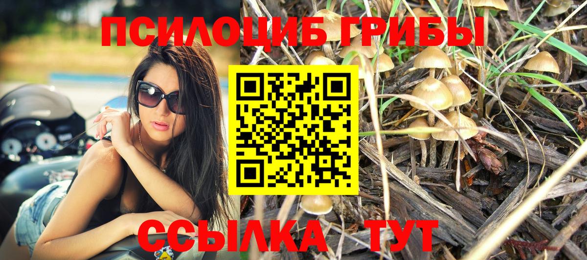 Псилоцибиновые грибы Psilocybe Тулун